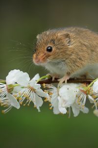 Preview wallpaper mouse, flowers, branch, wildlife