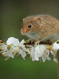 Preview wallpaper mouse, flowers, branch, wildlife