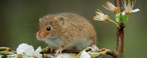 Preview wallpaper mouse, flowers, branch, wildlife