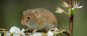 Preview wallpaper mouse, flowers, branch, wildlife