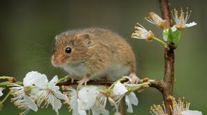 Preview wallpaper mouse, flowers, branch, wildlife