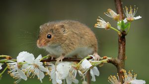 Preview wallpaper mouse, flowers, branch, wildlife