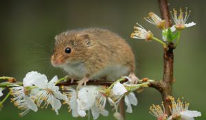 Preview wallpaper mouse, flowers, branch, wildlife