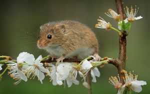 Preview wallpaper mouse, flowers, branch, wildlife