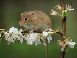 Preview wallpaper mouse, flowers, branch, wildlife