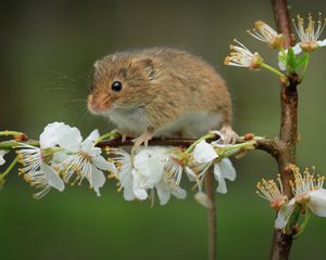 Preview wallpaper mouse, flowers, branch, wildlife