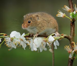 Preview wallpaper mouse, flowers, branch, wildlife