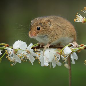 Preview wallpaper mouse, flowers, branch, wildlife