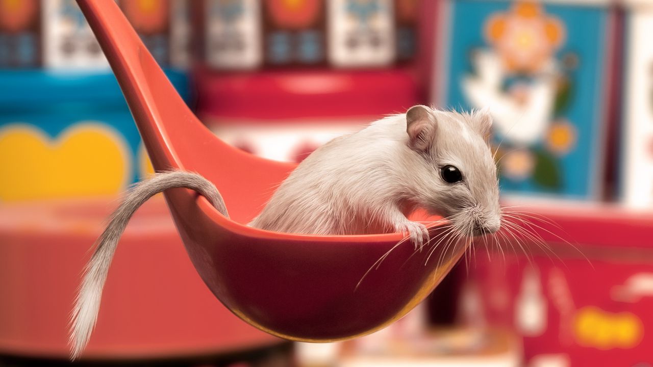 Wallpaper mouse, ladle, sitting, spoon, curiosity