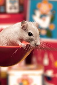 Preview wallpaper mouse, ladle, sitting, spoon, curiosity