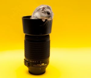 Preview wallpaper mouse, lens, climb, rodent