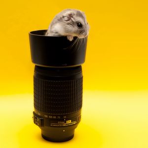 Preview wallpaper mouse, lens, climb, rodent