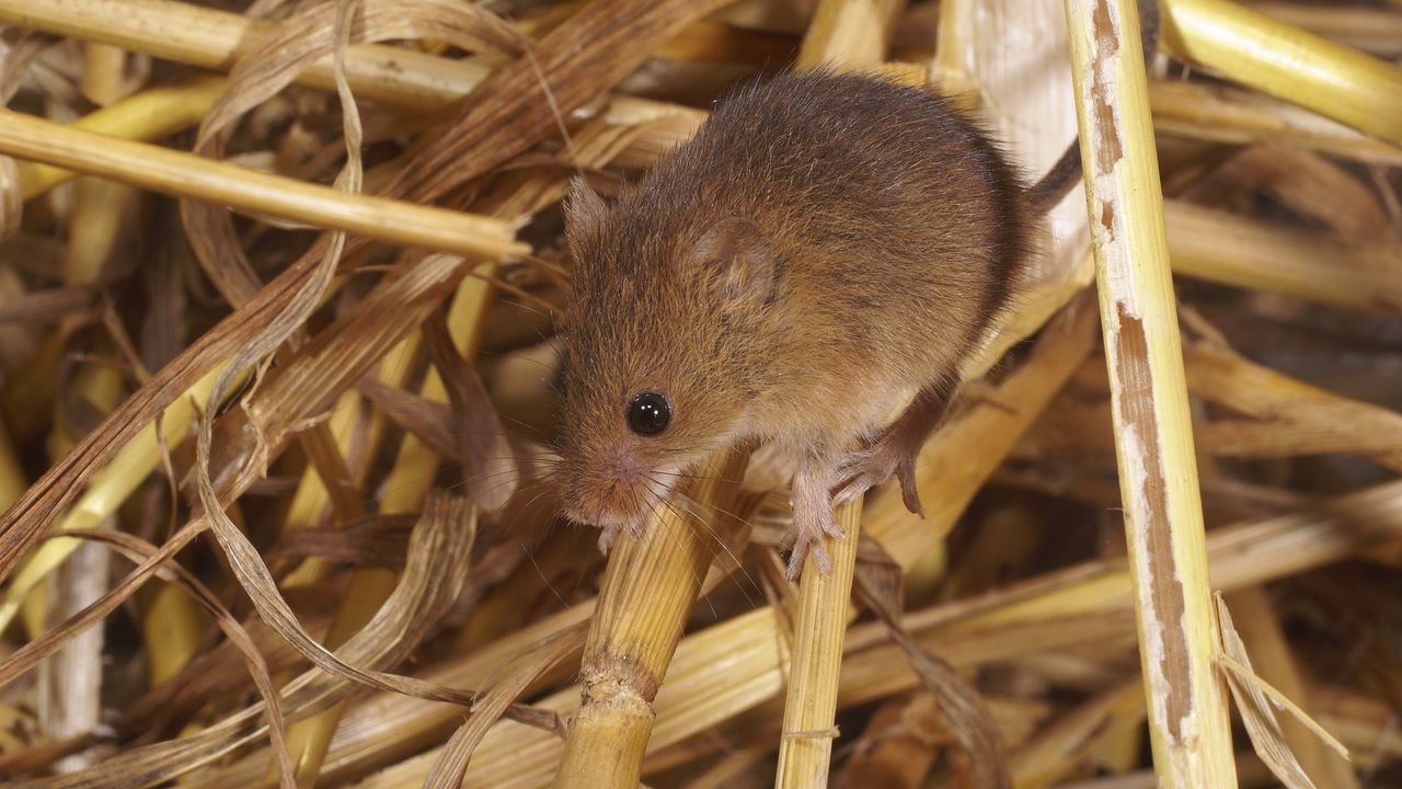 Wallpaper mouse, mammal, rodent