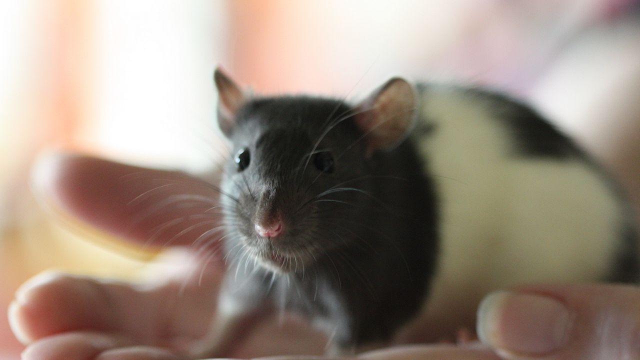 Wallpaper mouse, rat, face, rodent