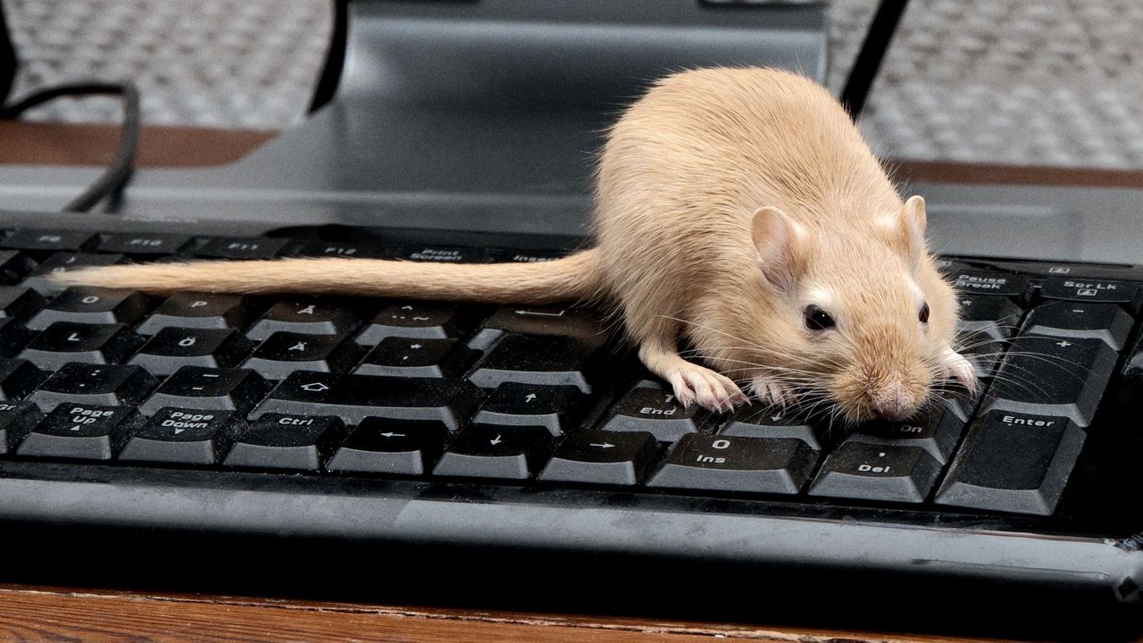Wallpaper mouse, rat, keyboard, climb, rodent