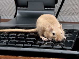 Preview wallpaper mouse, rat, keyboard, climb, rodent