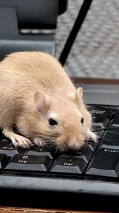 Preview wallpaper mouse, rat, keyboard, climb, rodent