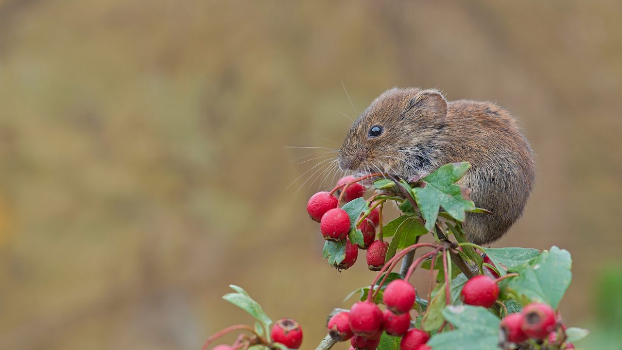 Wallpaper mouse, rodent, bank vole, berries, hawthorn