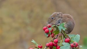 Preview wallpaper mouse, rodent, bank vole, berries, hawthorn