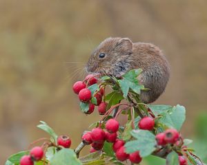 Preview wallpaper mouse, rodent, bank vole, berries, hawthorn
