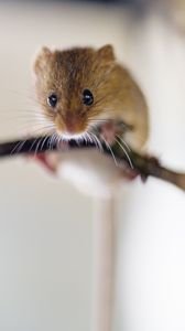 Preview wallpaper mouse, rodent, branch, blur