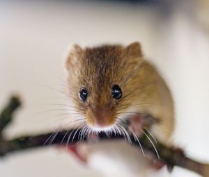 Preview wallpaper mouse, rodent, branch, blur