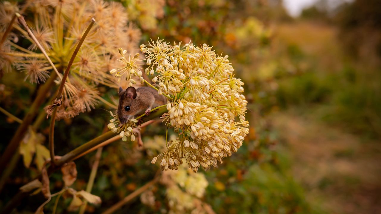 Wallpaper mouse, rodent, flower, inflorescence