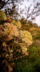 Preview wallpaper mouse, rodent, flower, inflorescence