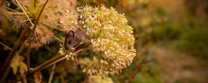 Preview wallpaper mouse, rodent, flower, inflorescence