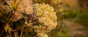 Preview wallpaper mouse, rodent, flower, inflorescence