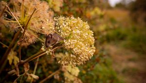 Preview wallpaper mouse, rodent, flower, inflorescence