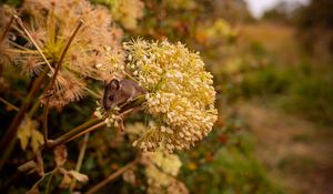 Preview wallpaper mouse, rodent, flower, inflorescence