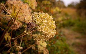 Preview wallpaper mouse, rodent, flower, inflorescence