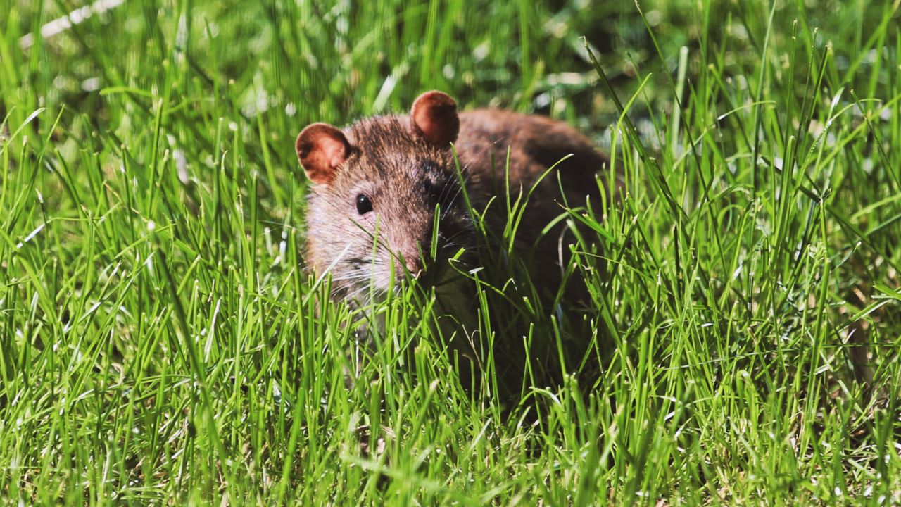 Wallpaper mouse, rodent, grass, wildlife