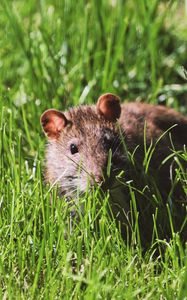 Preview wallpaper mouse, rodent, grass, wildlife