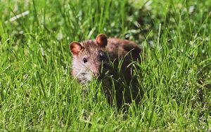 Preview wallpaper mouse, rodent, grass, wildlife