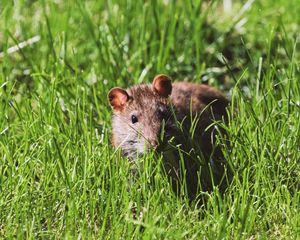 Preview wallpaper mouse, rodent, grass, wildlife