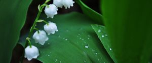 Preview wallpaper muguet, flower, green, white