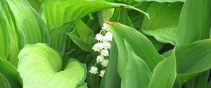 Preview wallpaper muguet, flower, leaf, primroses, spring