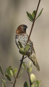 Preview wallpaper munia, bird, branch, leaves, wildlife