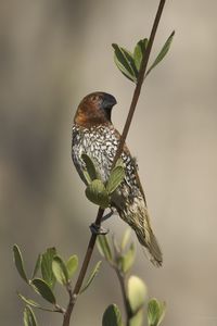 Preview wallpaper munia, bird, branch, leaves, wildlife