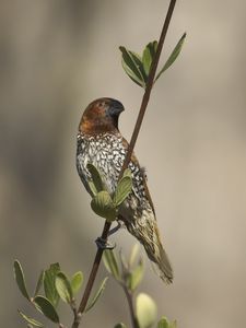 Preview wallpaper munia, bird, branch, leaves, wildlife