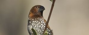 Preview wallpaper munia, bird, branch, leaves, wildlife