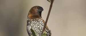 Preview wallpaper munia, bird, branch, leaves, wildlife