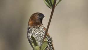 Preview wallpaper munia, bird, branch, leaves, wildlife