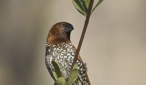 Preview wallpaper munia, bird, branch, leaves, wildlife