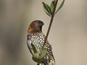 Preview wallpaper munia, bird, branch, leaves, wildlife