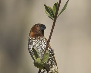 Preview wallpaper munia, bird, branch, leaves, wildlife