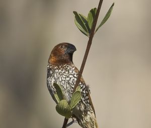 Preview wallpaper munia, bird, branch, leaves, wildlife