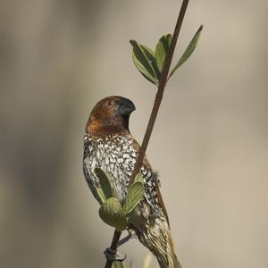 Preview wallpaper munia, bird, branch, leaves, wildlife